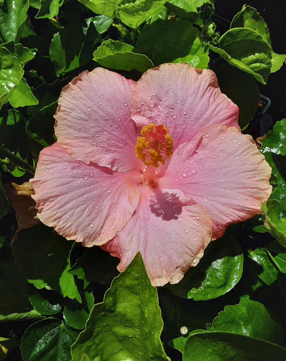 Hibiscus Flower Girl single pink bloom with bright centre