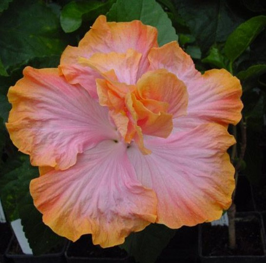 Hibiscus Monique Maria double pink flower with layered petals