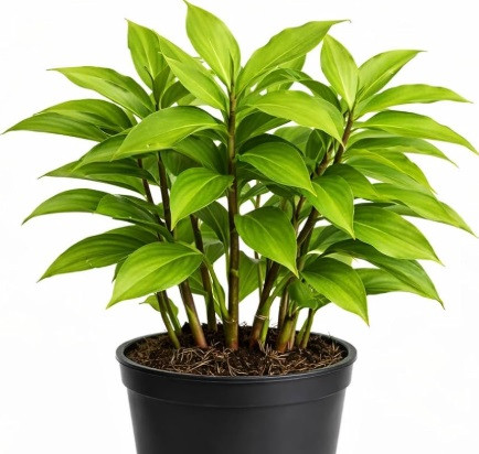 Insulin plant Costus igneus spiral leaves medicinal herb plant