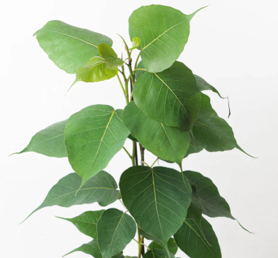 Ficus religiosa peepal bodhi tree sacred fig large canopy Sydney
