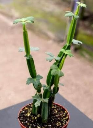 Pirandai Cissus quadrangularis Hadjod bone setter medicinal plant
