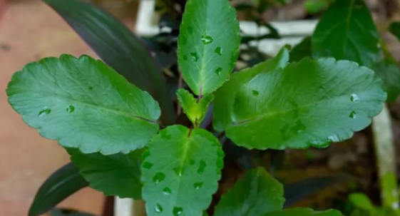 Kidney stone plant herbal succulent leaves
