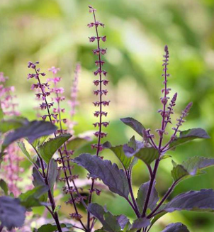 Krishna Tulsi Ocimum tenuiflorum purple holy basil medicinal herb plant