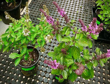 Tulsi Ocimum tenuiflorum sacred holy basil medicinal herb plant