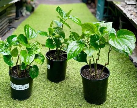 Betel leaf plant Piper betle Asian climbing vine heart shaped leaves
