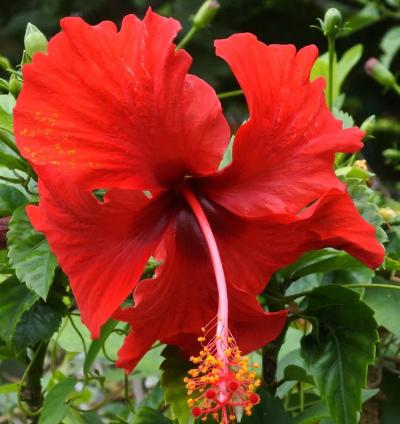 Hibiscus Psyche single red flower with bold tropical bloom