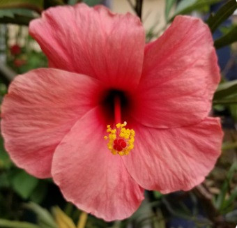 Hibiscus Tiny Tina compact pink flowers dwarf plant