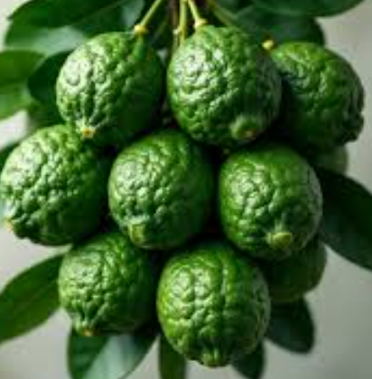 Indonesian lime Citrus aurantiifolia Jeruk Nipis Thai lime grafted citrus tree