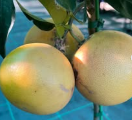Red grapefruit Ruby Marsh Pink Citrus paradisi grafted fruit tree citrus