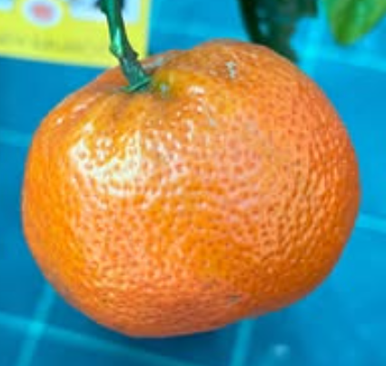 Honey Murcott mandarin Citrus reticulata grafted sweet citrus tree fruit
