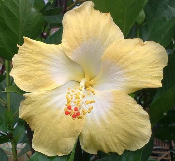 Hibiscus insularis soft lemon yellow flower Flinders Island hibiscus