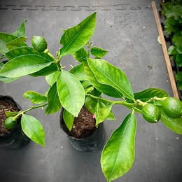 Meyer lemon grafted citrus tree sweet aromatic lemons fruit plant
