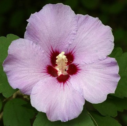 Hibiscus syriacus Rose of Sharon flowering shrub summer blooms
