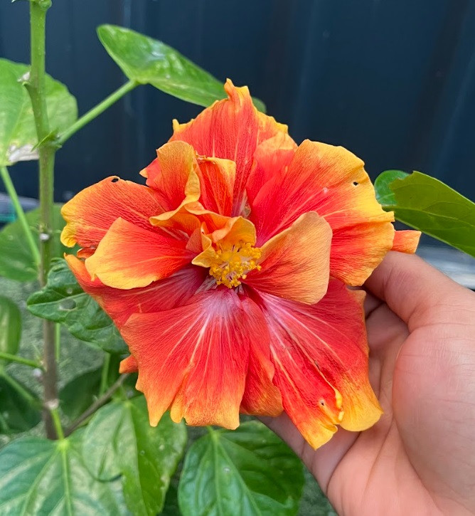 Multi petal orange hibiscus flower with layered tropical blooms