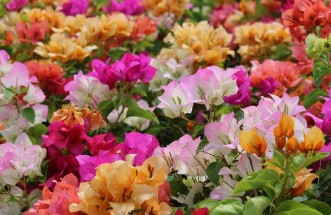 Assorted bougainvillea mixed colours flowering climber fence wall