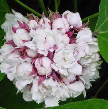 Mysore Malli jasmine plant with fragrant white layered flowers