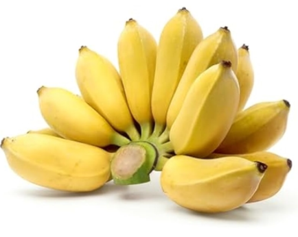 Lady finger banana Musa acuminata tropical banana fruit plant
