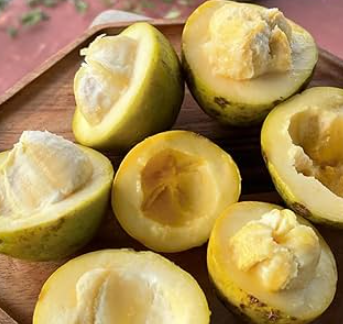 White sapote seedling Casimiroa edulis tropical fruit tree