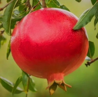Bhagwa pomegranate tree with red fruits Punica granatum India