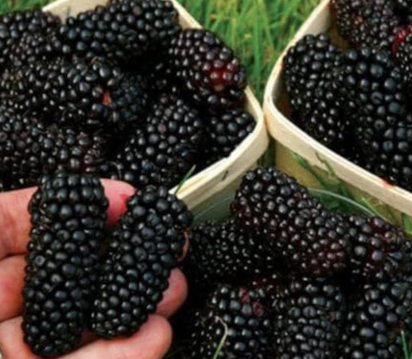 Mulberry (Morus nigra) Black Shahtoot fruit plant – compact size for home garden
