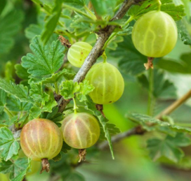 Captivator gooseberry thornless Ribes uva crispa fruit bush