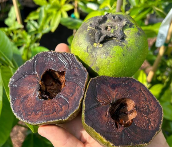 Black sapote Tahiti grafted Diospyros nigra chocolate fruit tree