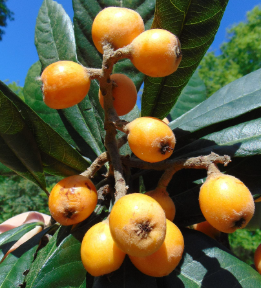 Loquat Enormity grafted Eriobotrya japonica large fruit tree