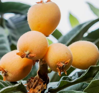 Loquat Nagasaki Wase grafted early fruiting Eriobotrya japonica tree