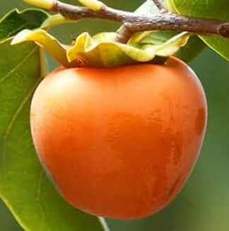 Persimmon Jiro Ichikikijiro grafted Diospyros kaki fruit tree