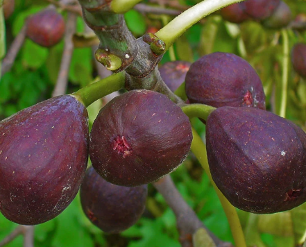 Fig Red Conadria grafted Ficus carica red fig fruit tree
