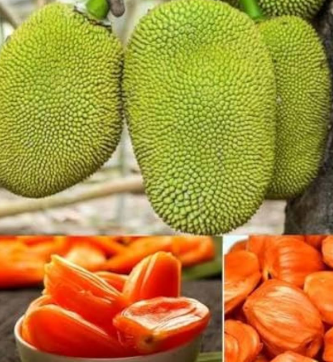 Jackfruit Sunshine Crunch grafted Artocarpus heterophyllus fruit tree