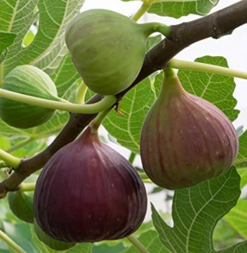 Fig Brown Turkey grafted Ficus carica fruit tree ripe figs
