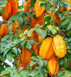 Arkin starfruit Averrhoa carambola tropical fruit tree star shaped fruit