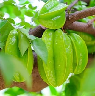 Fwang Tung starfruit Averrhoa carambola large tropical fruit tree