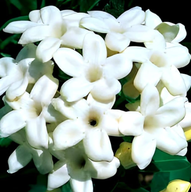 Madagascar jasmine Stephanotis floribunda white wax flowers bridal vine
