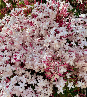 Pink jasmine Jasminum polyanthum Chinese jasmine flowering vine