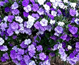 Brunfelsia pauciflora Yesterday Today Tomorrow colour changing flowers shrub