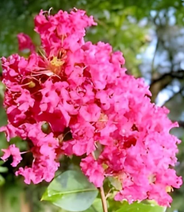 Pink crepe myrtle Lagerstroemia indica flowering ornamental tree