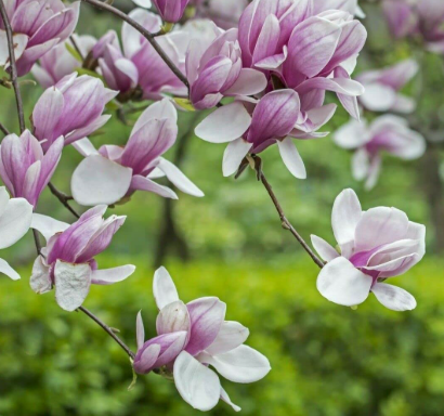 Saucer magnolia Magnolia soulangeana pink white spring flowers tree