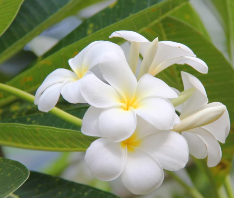 Singapore frangipani Plumeria obtusa white fragrant flowers evergreen tree