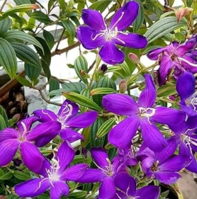 Tibouchina urvilleana purple glory bush princess flower tropical shrub