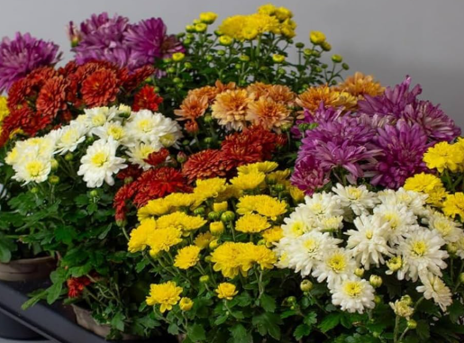 Chrysanthemum (Chrysanthemum morifolium) colourful flowering plant for Sydney garde