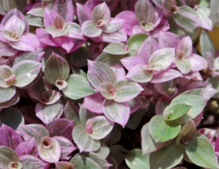 Callisia repens turtle vine variegated trailing foliage plant