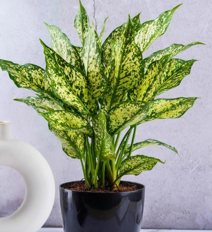 Aglaonema Chinese evergreen colourful low light indoor plant foliage