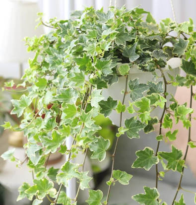 English ivy Hedera helix evergreen climbing vine wall cover plant