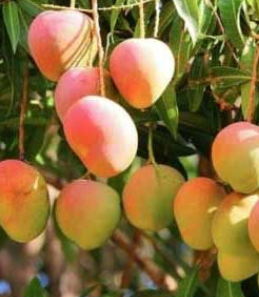 Bambaroo mango semi dwarf grafted compact tropical fruit tree