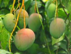 Enjoy sweet mangoes sooner