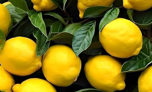 Seedless Eureka Lemon (Citrus limon) grafted lemon tree for Sydney gardens