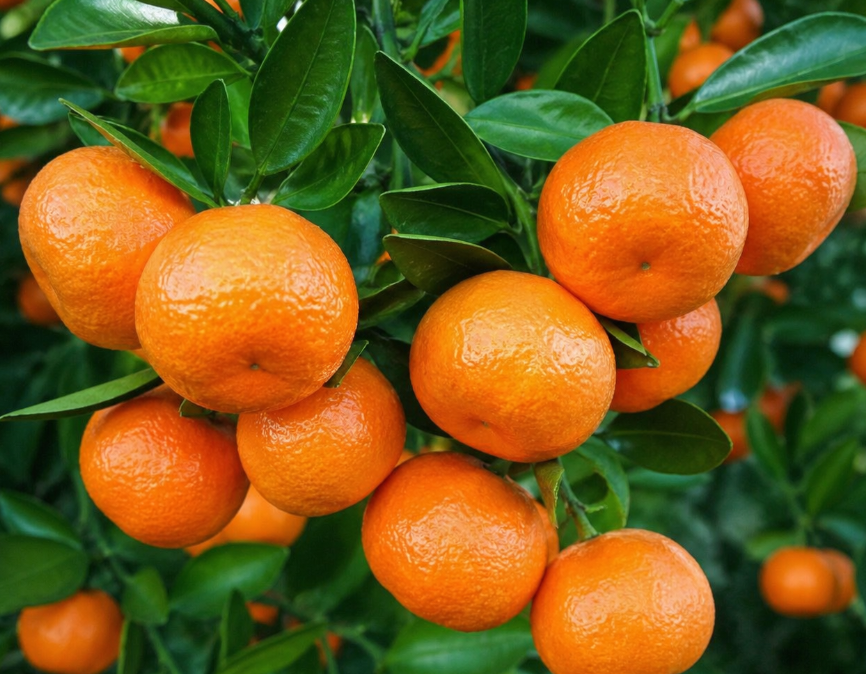 Sugar Bubba Mini Mandarin fruiting citrus plant in pot with ripe sweet mandarins