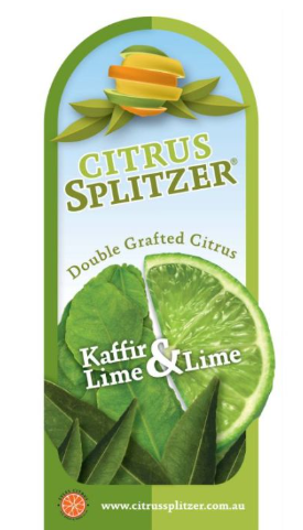 Fruit Salad Tree grafted Kaffir Lime and Lime citrus plant in pot with green foliage and fruits